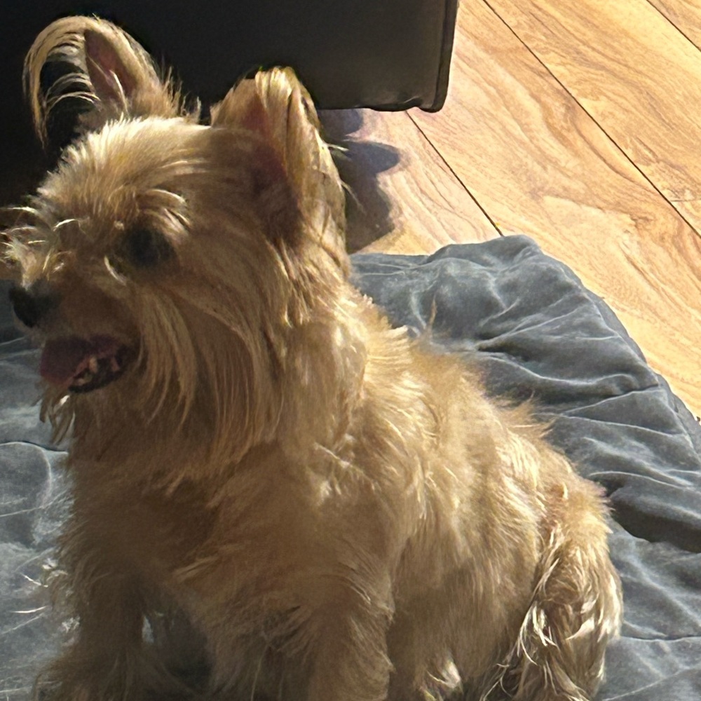 Veterinarian Fees are paid with your purchase for my Yorkies vet bills ♥️🔥🥰 - Picture 11 of 16